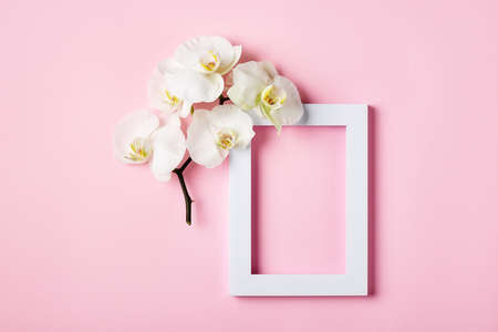 White frame and white orchid flower on a pink background.