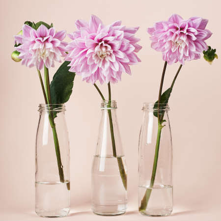 Pink dahlia flowers in glass bottles on a peach colored background.の写真素材