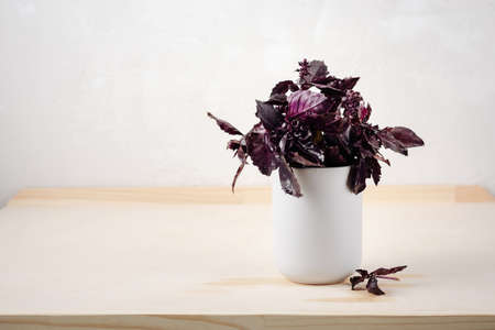 Bunch of purple basil on a light background.の写真素材