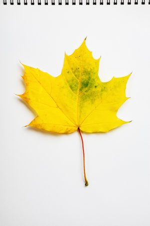 Yellow maple leaf on a white sheet of paper.の写真素材