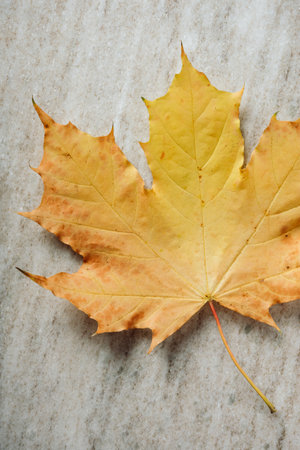 Yellow maple leaf on a marble surface close-up.の写真素材