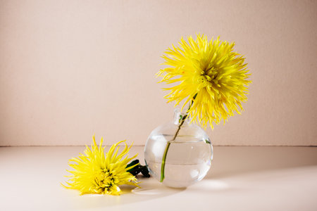 Yellow dahlia flowers in a glass vase on a beige background.の写真素材