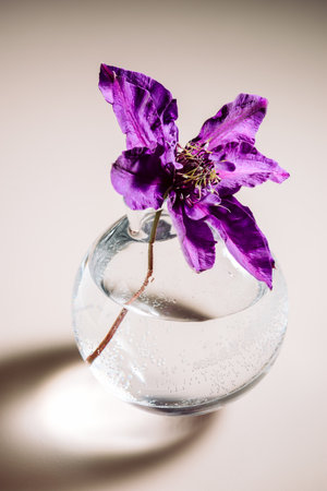 Purple clematis flower in a round glass vase.の写真素材