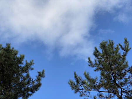 treetops against the blue sky. nature backgroundの写真素材