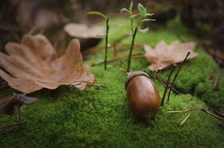 Brown acorn lies on a loose green pillow of moss near a brown oak leafの写真素材