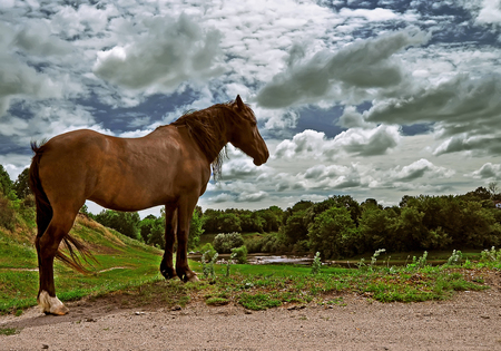 Brown horse is standing on the grass on the banks of the river amid a cloud of dark skyの写真素材