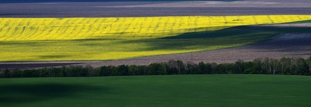 Boundless yellow, green and grey fields separated by trees. traditional ukrainian landscapeの写真素材