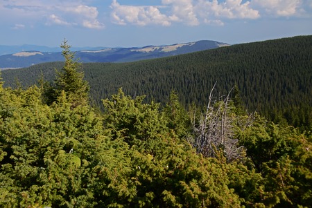 The stone peaks of the mountain ranges of Hoverla Ukrainian Carpathian mountains covered with ancient conifer forestsの写真素材