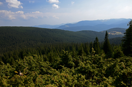 The stone peaks of the mountain ranges of Hoverla Ukrainian Carpathian mountains covered with ancient conifer forestsの写真素材