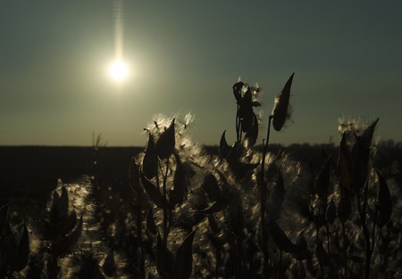 Furry grass illuminated by rays of sunset against the backdrop of the evening skyの写真素材