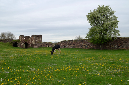 Spring green meadow with yellow flowers on the background of old ruins under the blue sky black grazing cowの写真素材