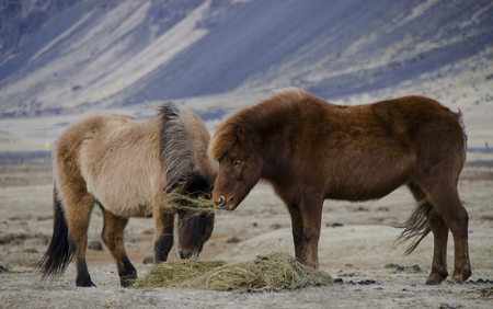 Funny plush Icelandic horses on the farm in the mountains of Iceland eating grassの写真素材