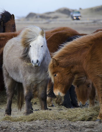 Funny plush Icelandic horses on the farm in the mountains of Iceland eating grassの写真素材