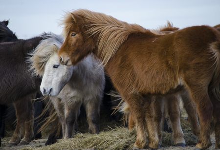 Funny plush Icelandic horses on the farm in the mountains of Iceland eating grassの写真素材