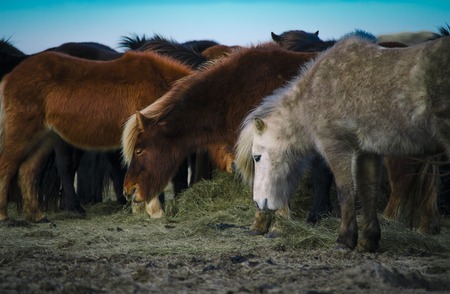 Funny plush Icelandic horses on the farm in the mountains of Iceland eating grassの写真素材