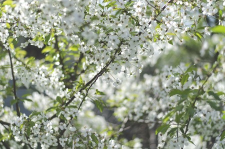 Cherry blossoms on a sunny spring day in the gardenの写真素材
