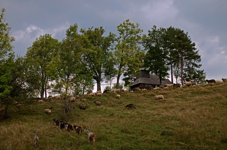 Sheep grazing in the mountains. Sheep on green spring meadow in vintage style. Ukraineの写真素材