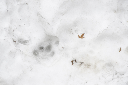 Traces of Tiger on the white snow in winter. Action wildlife sceneの写真素材