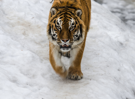 Tiger in wild winter nature running in the snow. Action wildlife scene, dangerous animalの写真素材