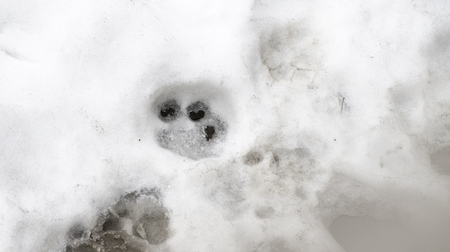 Traces of Tiger on the white snow in winter. Action wildlife sceneの写真素材