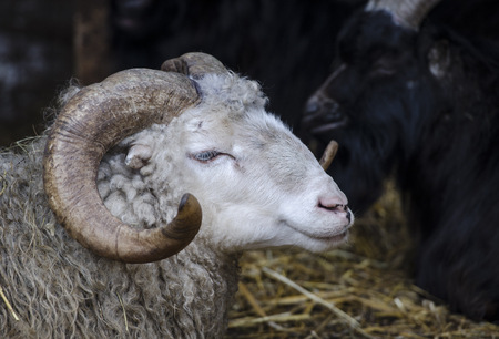 Head of a white sheep with large curved horns closeupの写真素材