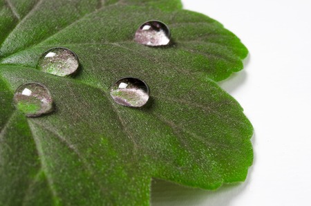 Large beautiful drops of transparent rain water on a green leaf macro. Drops of dew in the morning glow in the sun. Beautiful leaf texture in nature. Natural backgroundの写真素材