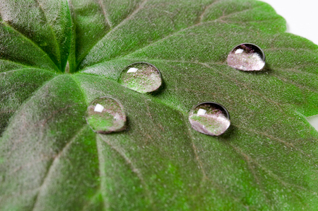 Large beautiful drops of transparent rain water on a green leaf macro. Drops of dew in the morning glow in the sun. Beautiful leaf texture in nature. Natural backgroundの写真素材