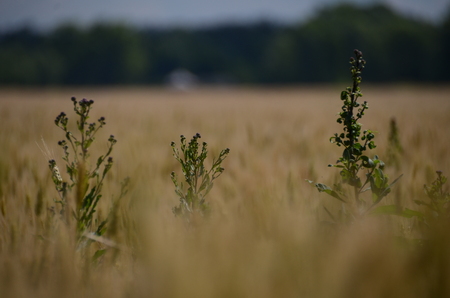 Green weeds grow on the yellow wheat field against green forestの写真素材