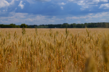 Ukrainian summer landscape with wheat fields and blue sky. Gold spoon of wheat, green forest and blue clouds in the skyの写真素材