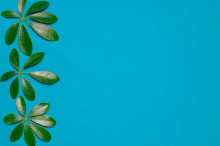 Three green leaves in the shape of fingers are on colored background. Top view, flat layの写真素材