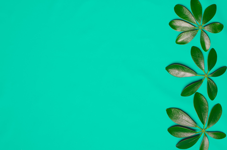 Three green leaves in the shape of fingers are on colored background. Top view, flat layの写真素材