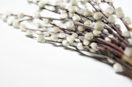 Willow twigs isolated on white. without shadow with copy space top viewの写真素材