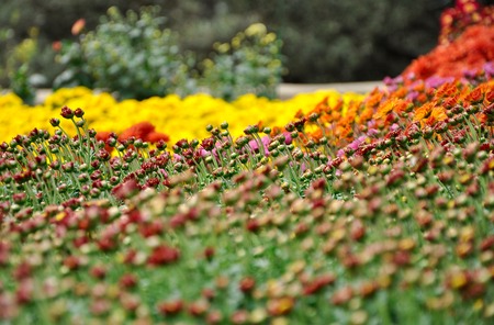Bouquet of flowers with petals of pink color with a white finish and a yellow heart in the Crimeaの写真素材
