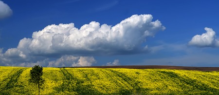 A traditional Ukrainian yellow-and-blue landscape of yellow field and blue sky with clouds, brown...