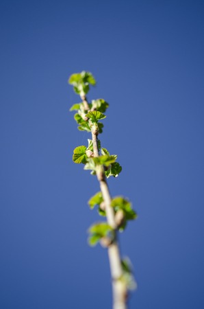 Young branch of currant with spring green leaves on a background of blue sky. closeup