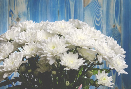 Large bouquet of white chrysanthemums with green stems stands against a blue wooden wallの写真素材