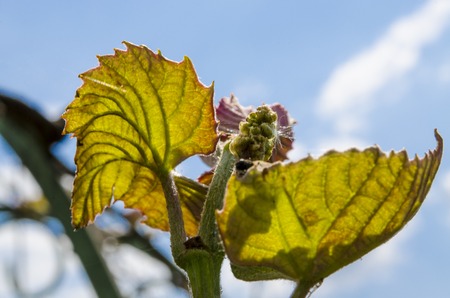 Bunches of young grapes in the spring garden under the rays of the sunの写真素材