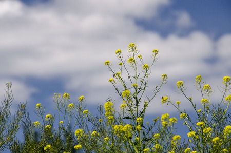 Yellow canola flowers grow in a field against the blue sky