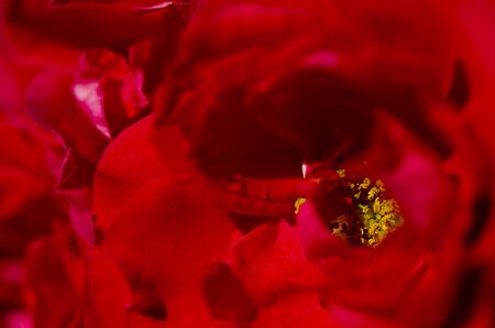 Petals of bright red roses with yellow nectar under the rays of the sun. Close-up