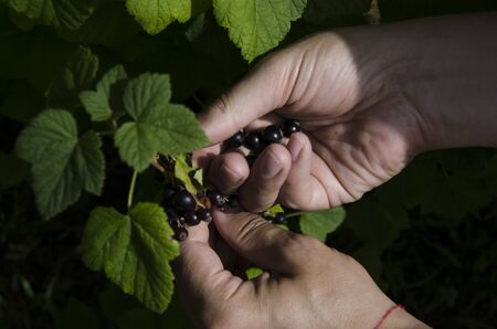 Gardening. The man's hand collects blackcurrant berries from a green bush. Close-up