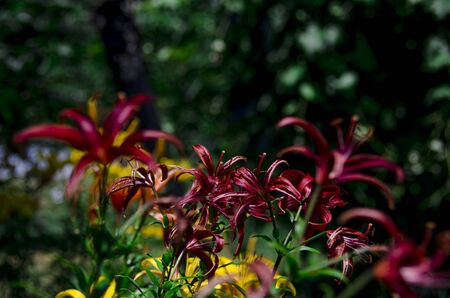 A bush of dark burgundy lilies with green stems grows in the garden against the backdrop of green treesの写真素材