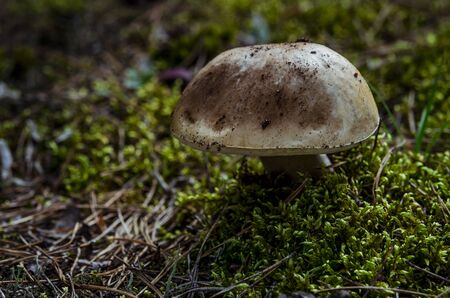 Boletus edulis growing in strange place - under the root of the tree - edible mushroom. Fungus in...