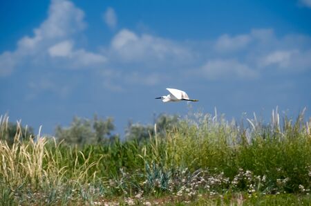 Cormorants and pelicans fish and rest in the Danube Reserve in the Black Sea near the caneの写真素材