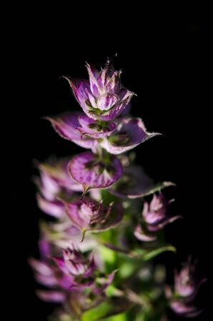 Medicinal herbs: Sage shrub with green leaves and purple flowers grows in the garden next to the cherry tree amid the stormy skyの写真素材
