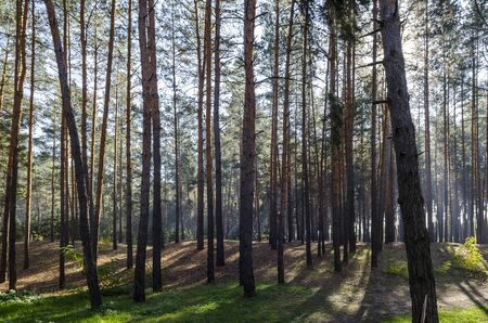 Autumn coniferous forest in the early morning in a foggy haze. Tall treesの写真素材