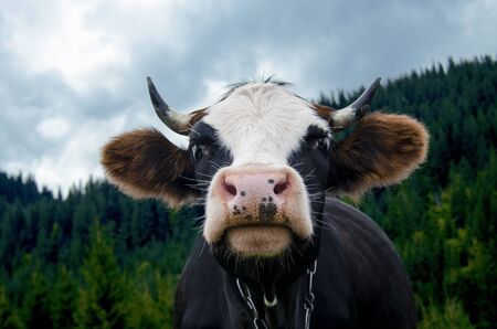 The head of a young cow with a pink nose against the backdrop of the mountains and the blue skyの写真素材