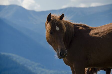 A wild horse looks into the distance against the mountain peaks of the Chornogorsk Ridge of the Carpathian Mountainsの写真素材