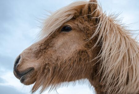 Funny and crazy Icelandic horse. the dark blue Icelandic skyの写真素材