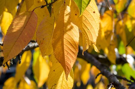 Yellow autumn leaves of cherries on a branch in the sunshine. Autumn Garden
