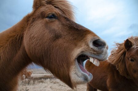 The cheesy brown woolen head of an Icelandic horse, the dark blue Icelandic sky. Funny and crazy...